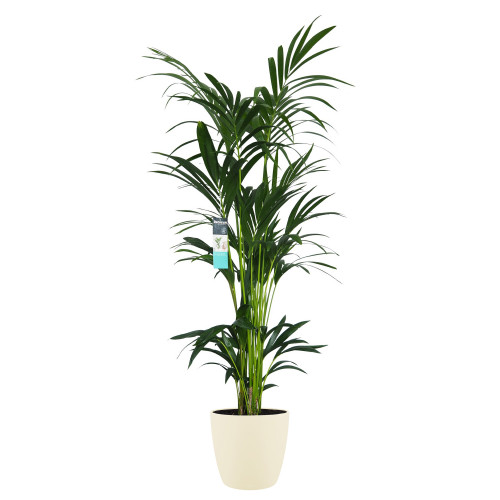 Decorum XL Kentia Palm in ELHO Brussels pot (soap) Decorum XL Kentia Palm in ELHO Brussels pot (soap)