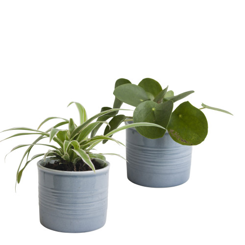 Set Pannenkoekplant en Graslelie in keramiek (blauw) Set Pannenkoekplant en Graslelie in keramiek (blauw)