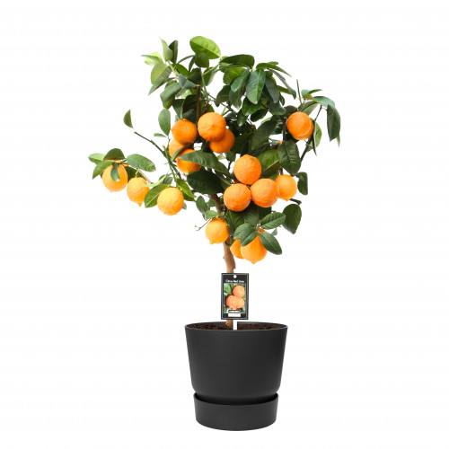 Citrus Red Lime op stam in ELHO outdoor sierpot Greenville Rond (zwart) Citrus Red Lime op stam in ELHO outdoor sierpot Greenville Rond (zwart)