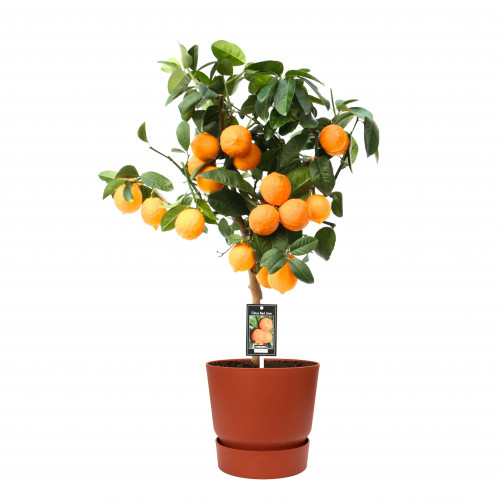 Citrus Red Lime op stam in ELHO outdoor sierpot Greenville Rond (brique) Citrus Red Lime op stam in ELHO outdoor sierpot Greenville Rond (brique)