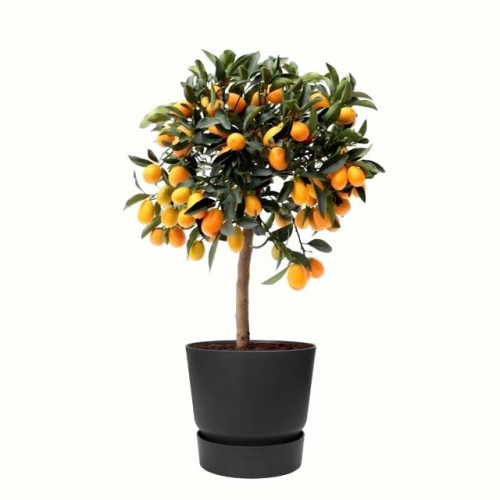 Citrus Kumquat in ELHO outdoor sierpot Greenville Rond (zwart) Citrus Kumquat in ELHO outdoor sierpot Greenville Rond (zwart)