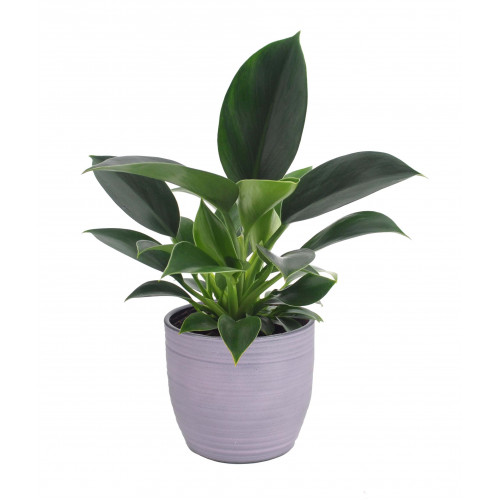 Philodendron Green Princess in Bergamo keramiek (lavendel) Philodendron Green Princess in Bergamo keramiek (lavendel)