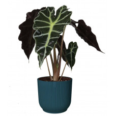 Alocasia Polly in ELHO Vibes Fold sierpot (diepblauw)