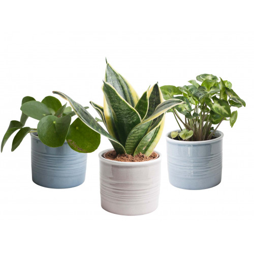 Trio ‘Klein Groen’ in Laos keramiek Trio ‘Klein Groen’ in Laos keramiek