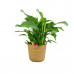 Spathiphyllum ‘Sweet Lauretta’ in handgevlochten sierpot Nelis (naturel)