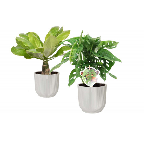 Combi Monstera ‘Monkey Leaf’ en Brighamia Hawaii Palm’ in ELHO Vibes Fold Round (zijdewit) Combi Monstera ‘Monkey Leaf’ en Brighamia Hawaii Palm’ in ELHO Vibes Fold Round (zijdewit)