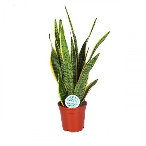 Sansevieria Laurentii Sansevieria Laurentii