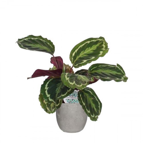 Calathea Medaillon in Mica sierpot Jimmy (lichtgrijs) Calathea Medaillon in Mica sierpot Jimmy (lichtgrijs)