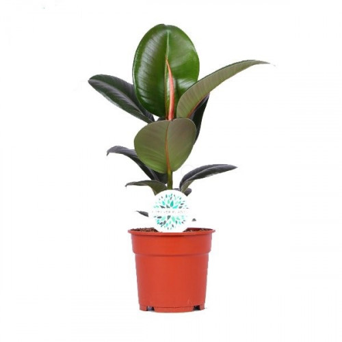 Ficus Elastica Robusta Ficus Elastica Robusta