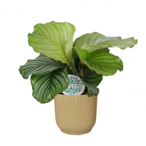 Calathea orbifolia in ELHO ® Vibes Fold Rond (botergeel) Calathea orbifolia in ELHO ® Vibes Fold Rond (botergeel)