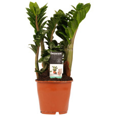 Zamioculcas zamiifolia Zenzi